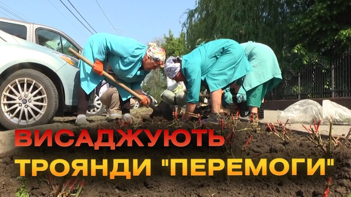 Embedded thumbnail for На вулиці Київській висадили півтори тисячі кущів троянд, які вінничани отримали за донати