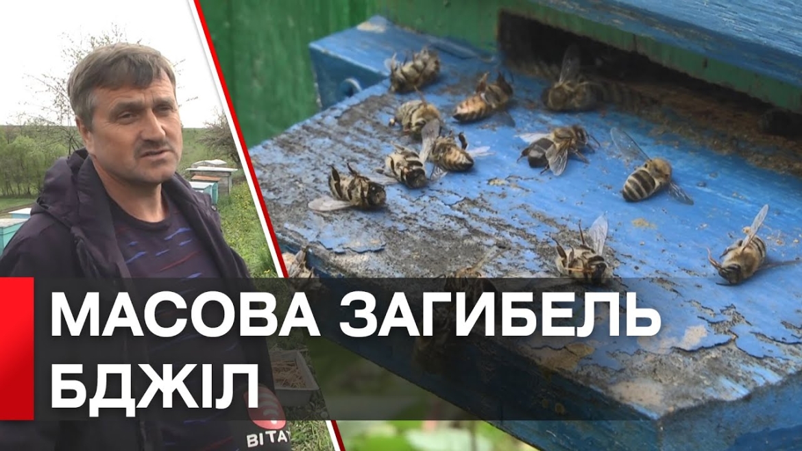 Embedded thumbnail for Загинули мільйони бджіл: у Почапинцях, Зоринцях та Лисогірці пасічники шукають винуватців трагедії