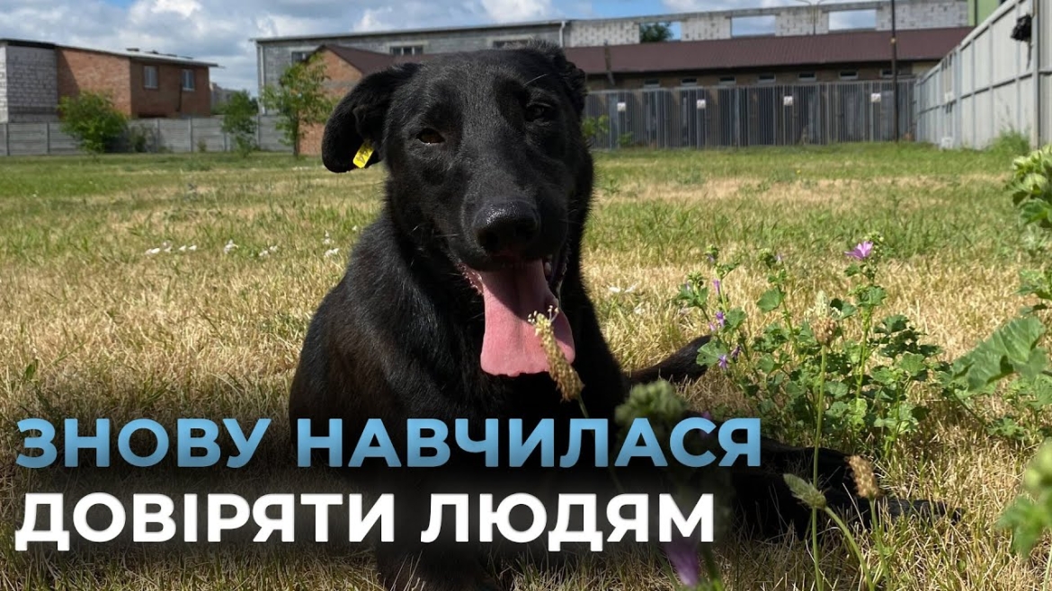 Embedded thumbnail for У Вінницькому муніципальному притулку собаки чекають на тих, хто подарує їм новий дім