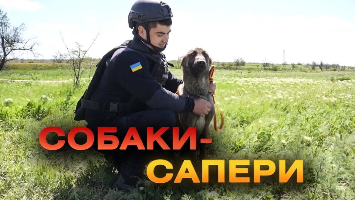 Embedded thumbnail for Квадрат за квадратом: як собаки-сапери розміновують українські землі