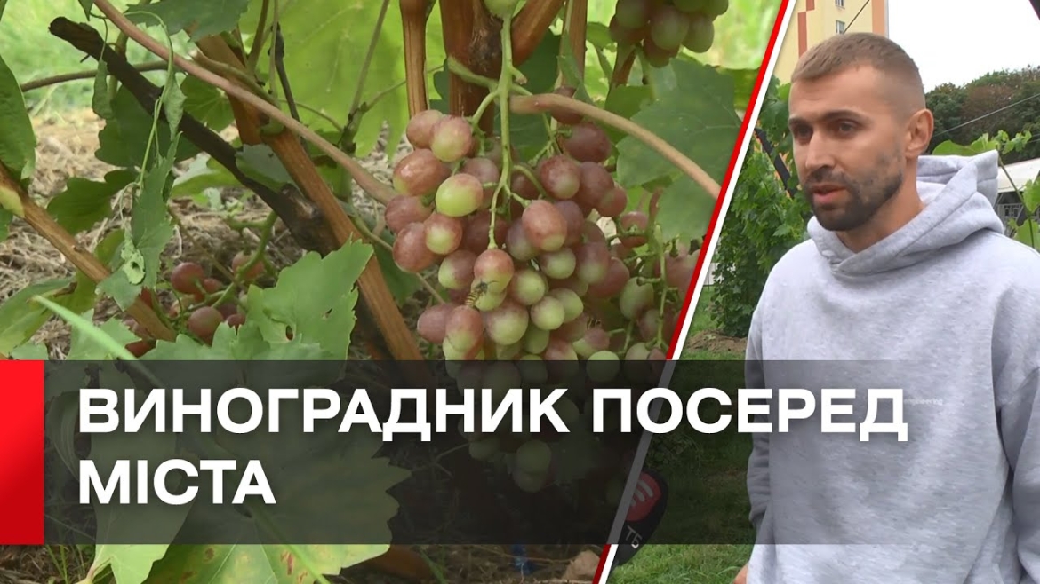 Embedded thumbnail for Вінничанин висадив виноградник в дворі серед висоток