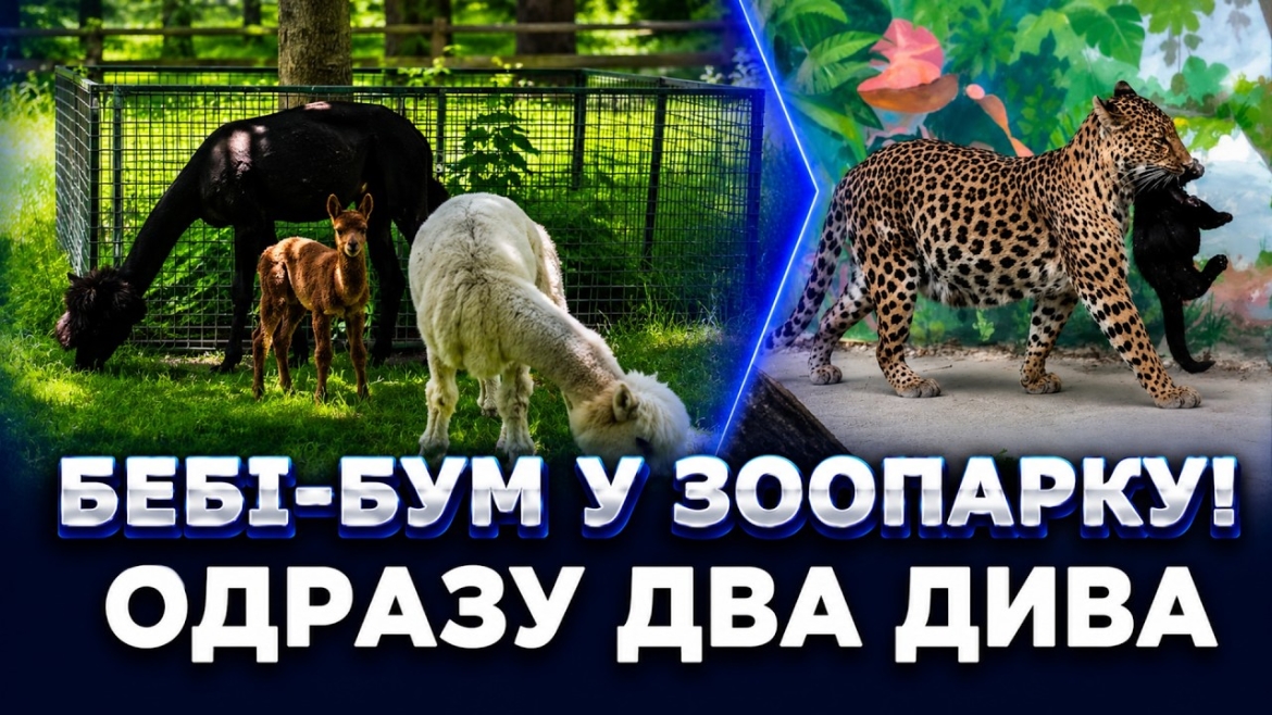 Embedded thumbnail for Несподіваний окрас: у вінницькому зоопарку з'явилось руде маля альпаки