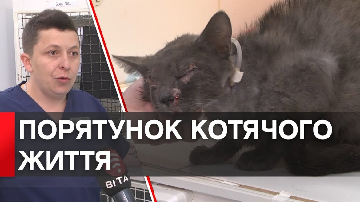 Embedded thumbnail for Побитого котика, з переломами черепа знайшли у вінницькому дворі