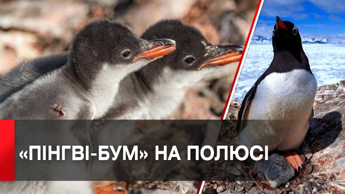 Embedded thumbnail for Полярники української станції «Академік Вернадський» показали світлини пінгвінят