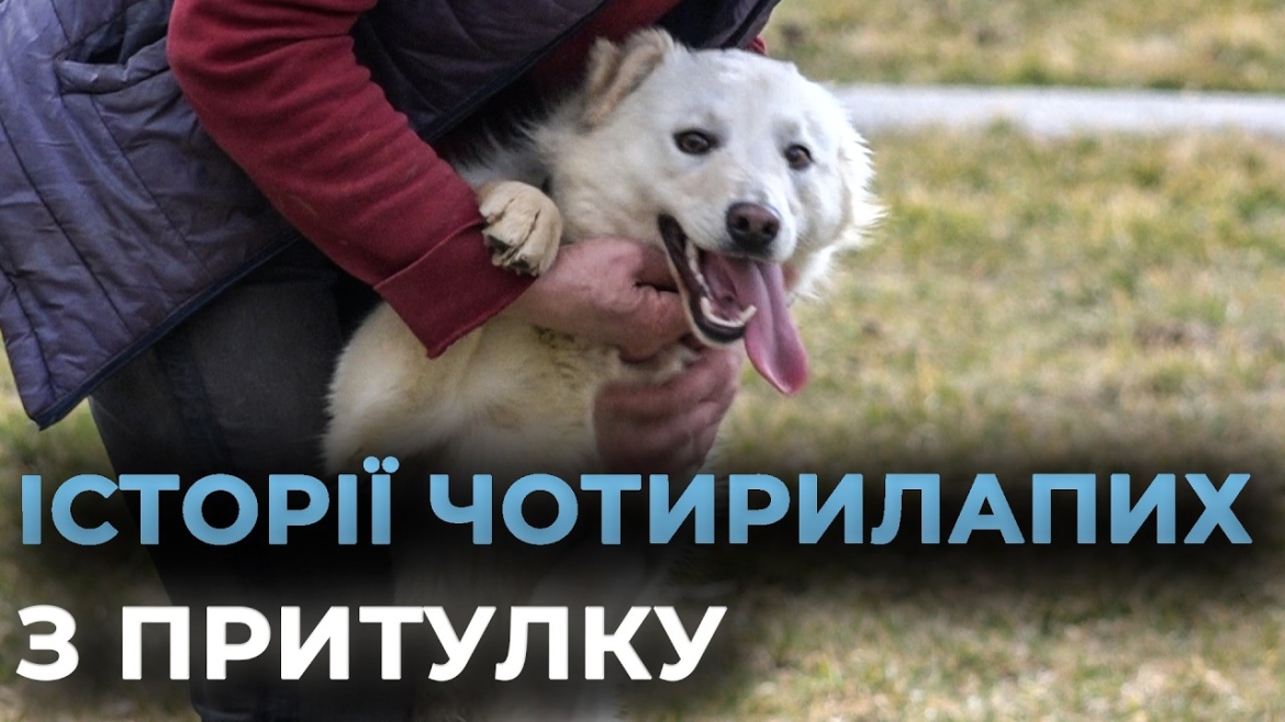 Embedded thumbnail for Неймовірно зворушливі історії собак із вінницького муніципального притулку для тварин