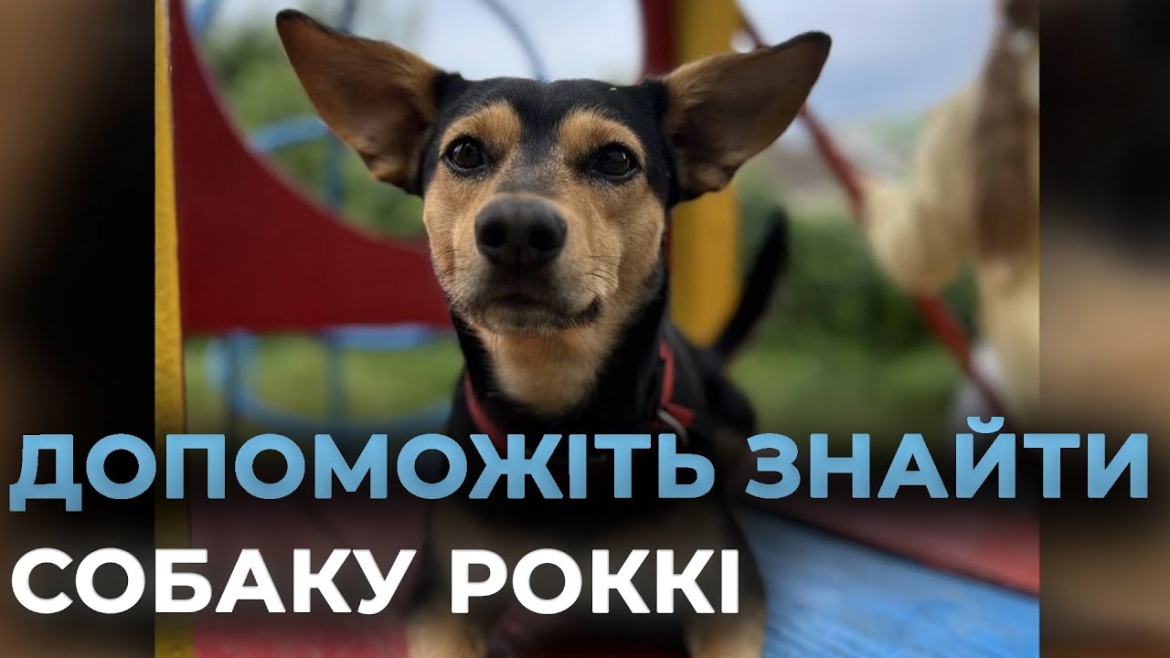 Embedded thumbnail for Допоможіть повернути Роккі: вінницька гідеса шукає заблукалого домашнього улюбленця