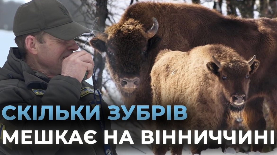 Embedded thumbnail for На Вінниччині завершили зимовий облік зубрів: підрахували популяцію, яка занесена до Червоної книги