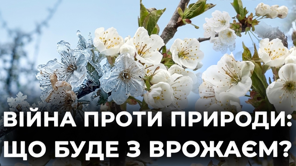 Embedded thumbnail for «Фруктовий апокаліпсис» чи тимчасові труднощі? Чому ціни на черешню та абрикоси у Вінниці злетять до небес