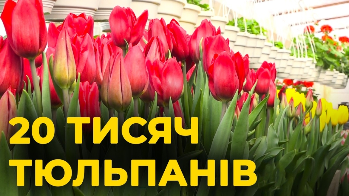Embedded thumbnail for Тюльпанова лихоманка на Вінниччині: у звичайній теплиці родина виростила 20 тис. квітів