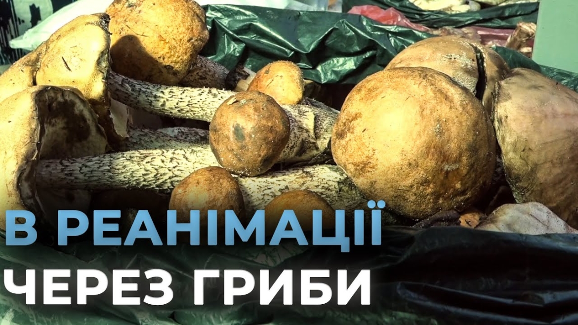 Embedded thumbnail for У Калинівській громаді — чотири випадки отруєння грибами