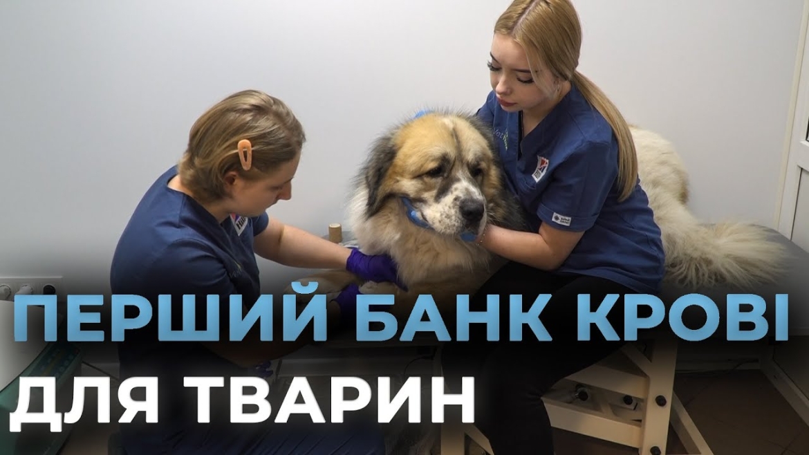 Embedded thumbnail for У Вінниці відкрили банк крові та реабілітаційний центр для котів та собак