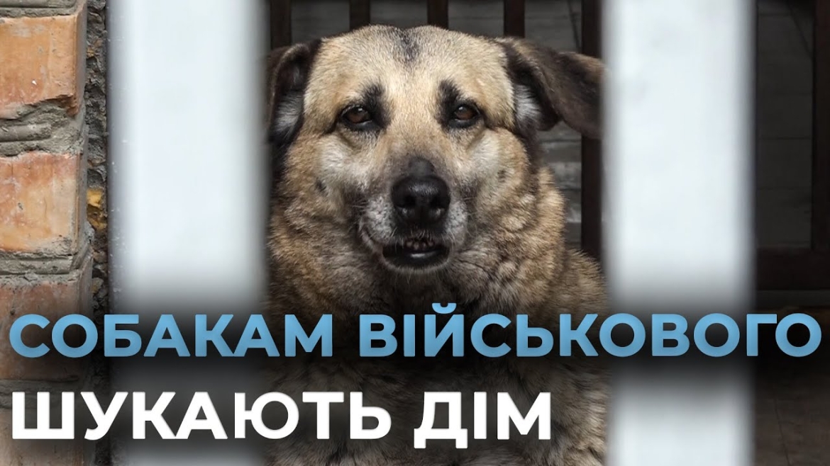 Embedded thumbnail for Собак військового визволили з “концтабору”: тепер шукають у Вінниці нових господарів
