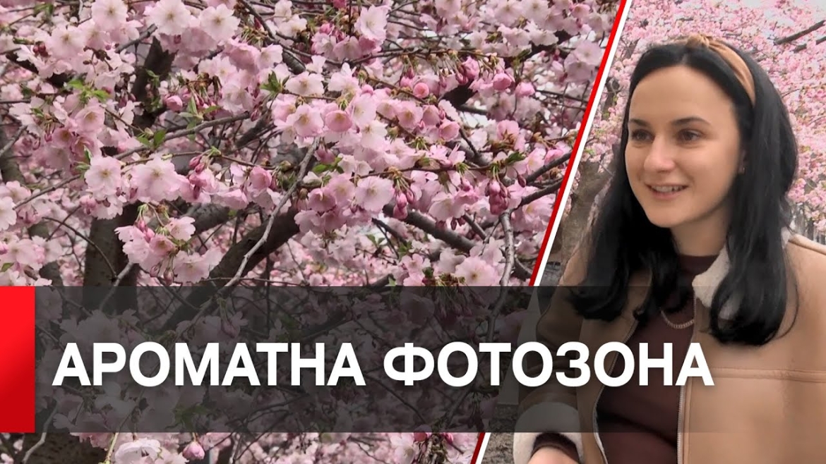 Embedded thumbnail for У Вінниці на вул.Порика розквітла алея сакур