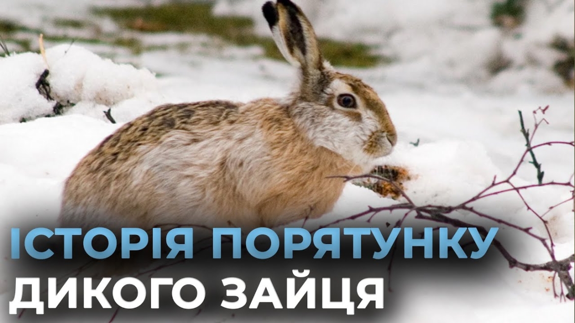 Embedded thumbnail for Дикого зайця врятували у Вінниці - налякану тварину екологи повернули до лісу