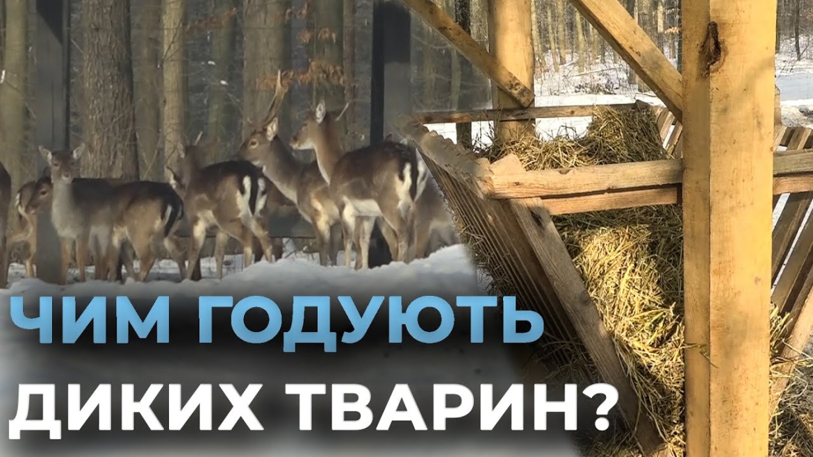Embedded thumbnail for Як лісівники Вінниччини взимку підгодовують взимку диких тварин