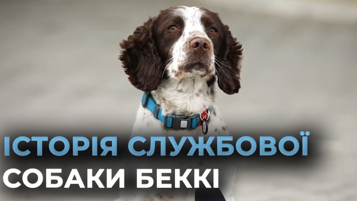 Embedded thumbnail for Історія службової собаки Беккі, яка служить у прикордонній службі