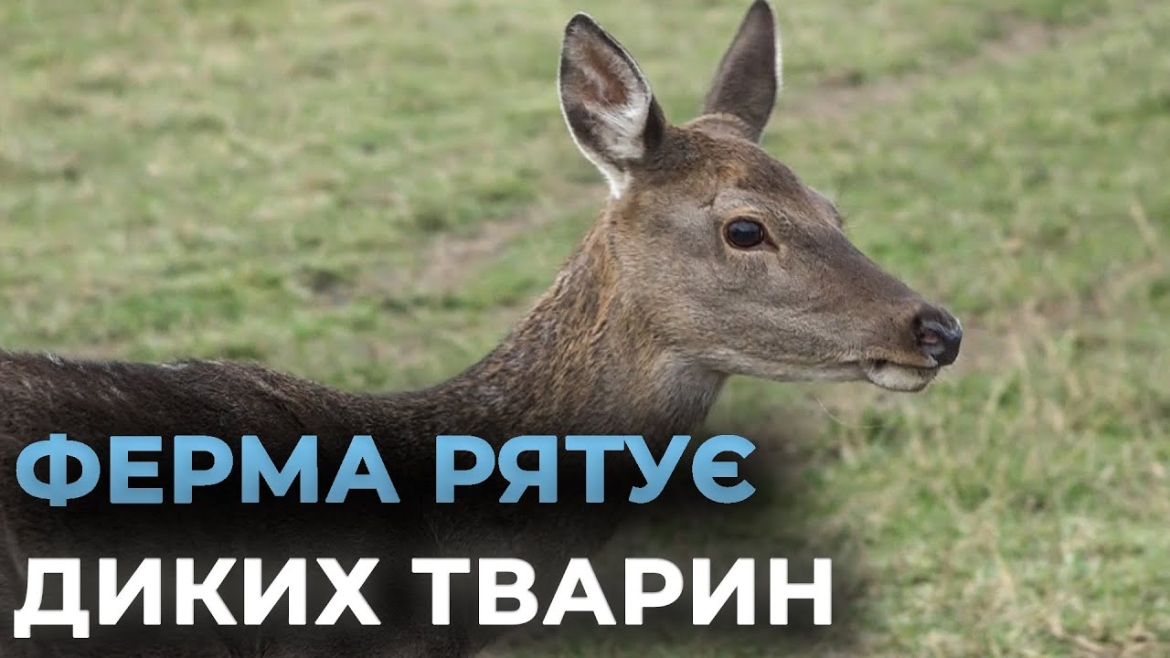 Embedded thumbnail for Як на Вінниччині в рамках проєкту &quot;Агро Кемпа&quot; відновлюють популяції оленів і бізонів