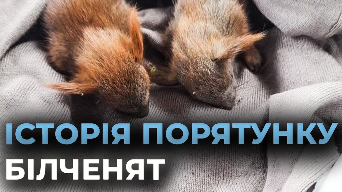 Embedded thumbnail for Годують за будильником і роблять масаж животиків: зворушлива історія порятунку білченят у Вінниці