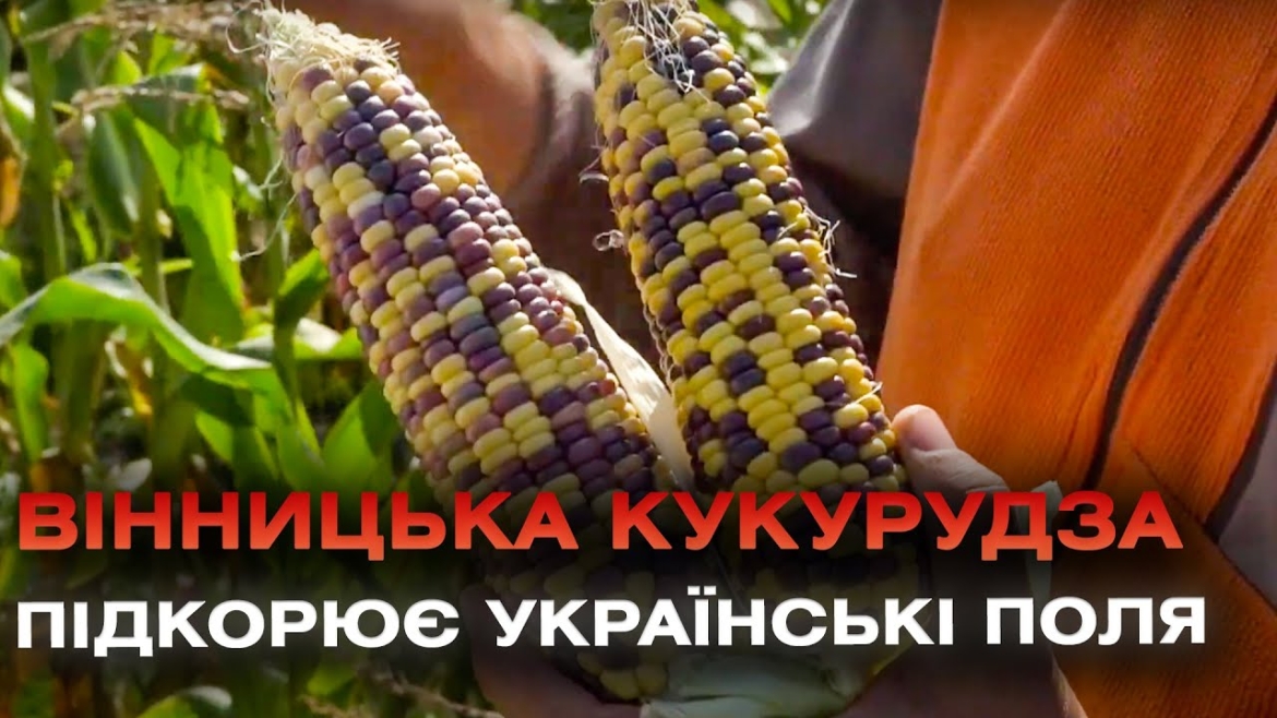 Embedded thumbnail for Кукурудза-вишиванка: як українські селекціонери створюють нові сорти та який врожай очікують