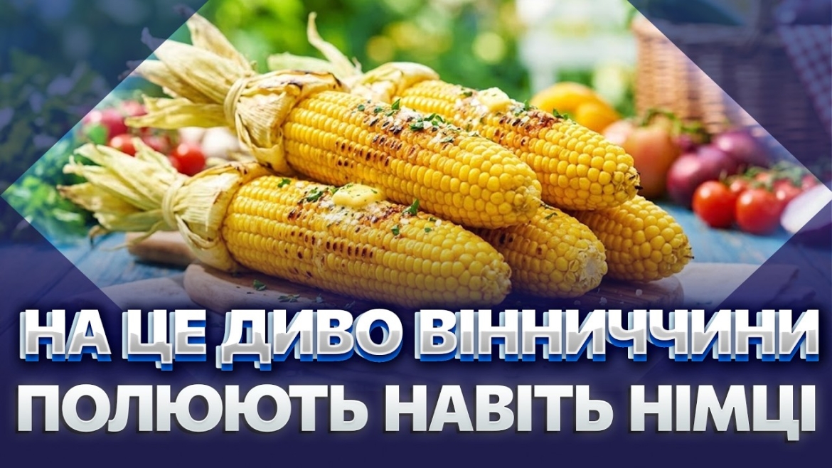 Embedded thumbnail for Аграрне диво на Вінниччині: як місцевий селекціонер створив унікальну жовто-блакитну кукурудзу