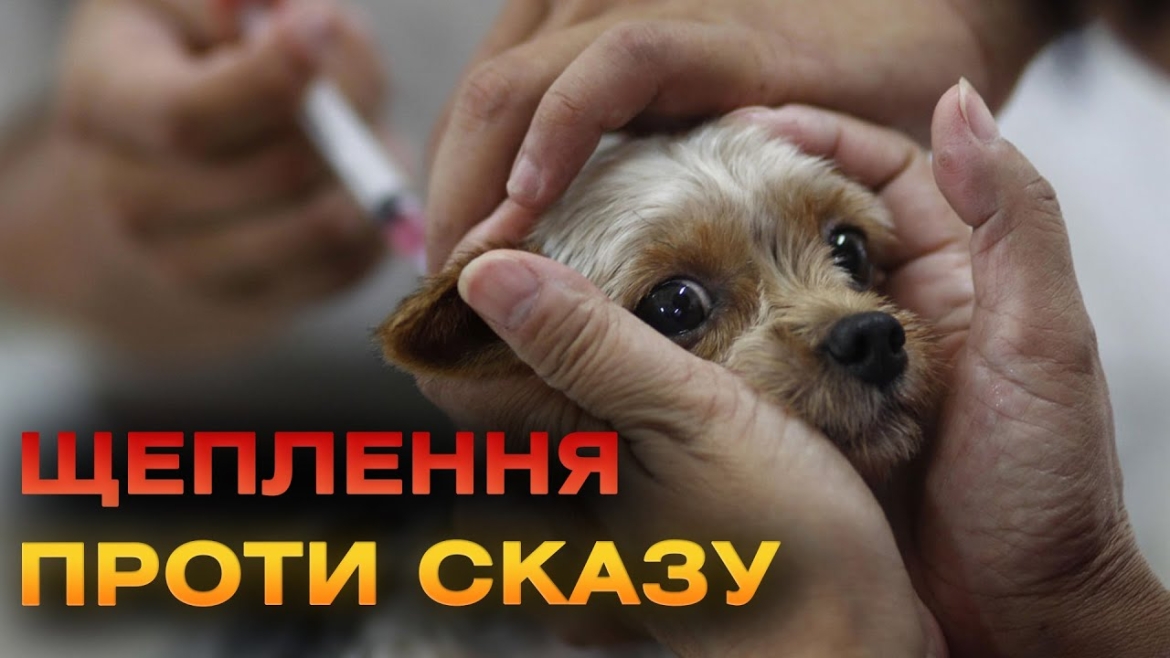 Embedded thumbnail for У Вінниці завершується компанія з вакцинації домашніх тварин