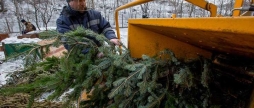 Куди вінничани можуть подіти свої ялинки після свят
