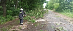 Автошляхи Вінниччини звільнили від повалених вітром дерев