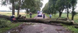 Негода на Вінниччині: рятувальники за ніч прибрали з доріг десятки повалених дерев