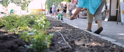 405 кущів троянд висадили біля Літнього театру у Центральному парку Вінниці