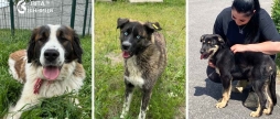 Альма, Лара, Оскар і Грей вінницький притулок прилаштовує цілу собачу родину