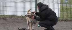 Берта, Джуля та Буся 70 безпритульних тварин з муніципального притулку шукають люблячих господарів