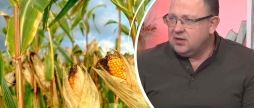 Чому знижуються площі під кукурудзою на українських полях і що робити вінницьким аграріям