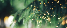 Де вінничани зможуть цього року придбати новорічні ялинки