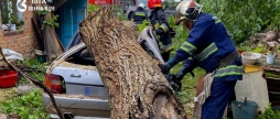 Двічі у Вінниці дерева падали на автомобілі — обійшлося без постраждалих