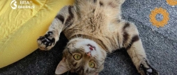 Котячі загадки й похід у котокафе дітей запрошують на екскурсію Вінницею