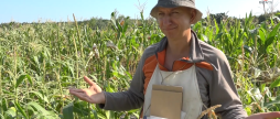 Кукурудза-вишиванка: як українські селекціонери створюють нові сорти та який врожай очікують
