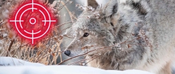 На Тульчинщині продовжать відстріл хижих та шкідливих тварин