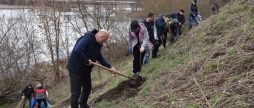 На березі Південного Бугу у Стрижавці висадили 50 кущів бузку