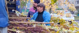 На прибудинкових територіях Вінниці висадять 500 дерев - горобину, клени, липи, берези…