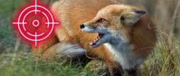 На Тульчинщині проведуть відстріл лисиць, вовків та шакалів
