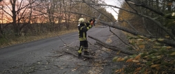 На Вінниччині сильний вітер повалив дерева на дороги та автомобілі