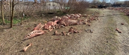 На Вінниччині знайшли звалище кісток тварин