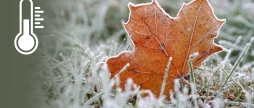 На Вінниччині 24 вересня прогнозують перші осінні заморозки