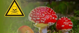 На Вінниччині чоловік отруївся мухоморами, які замовив онлайн для “лікування”