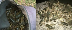 На Вінниччині двоє чоловіків незаконно наловили раків на 200 тисяч гривень