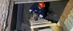 На Вінниччині пес впав у підвал недобудованого будинку – його врятували бійці ДСНС