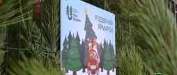 На Вінниччині під час різдвяних ярмарків продали понад сім тисяч хвойних дерев