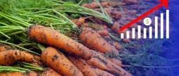 На Вінниччині різко зросла ціна на моркву
