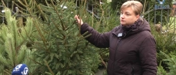 На Вінниччині стартував сезон продажу новорічних ялинок ціни - від 150 грн