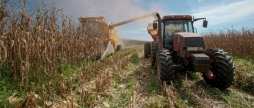 На Вінниччині завершують польові роботи до збирання залишилось 46 тис. га. кукурудзи